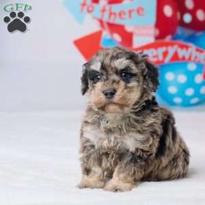 Rodger, Miniature Poodle Puppy